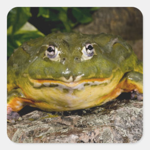 Afrikanischer Grabfrosch, Pyxicephalus Quadratischer Aufkleber