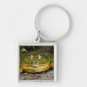 Afrikanischer Grabfrosch, Pyxicephalus Schlüsselanhänger