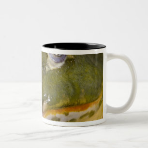 Afrikanischer Grabfrosch, Pyxicephalus Zweifarbige Tasse