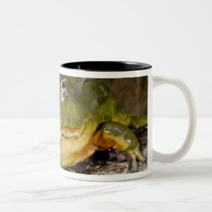 Afrikanischer Grabfrosch, Pyxicephalus Zweifarbige Tasse