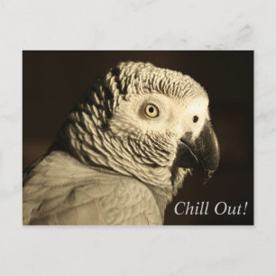 Afrikanischer Grau Papagei "Chill Out!" Postkarte