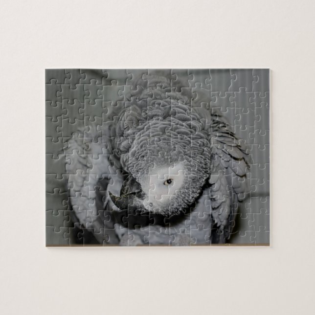 Afrikanischer Grauer Papagei Albern Bird (Horizontal)