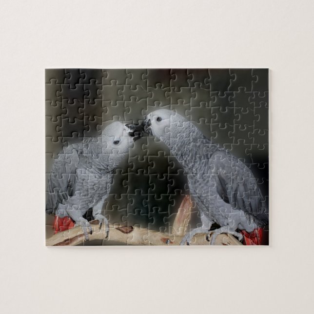 Afrikanischer grauer Papageienvogel küssen Niedlic (Horizontal)