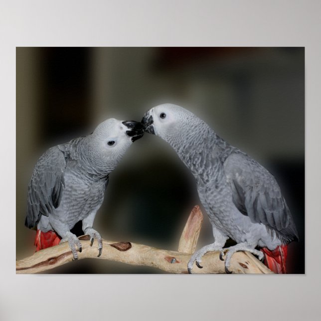 Afrikanischer grauer Papageienvogel küssen Niedlic Poster (Vorne)