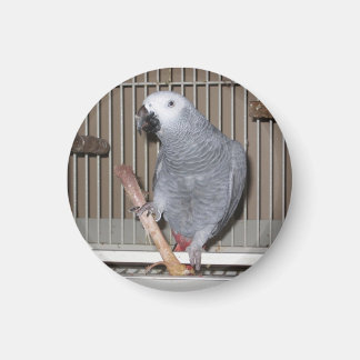 Afrikanischer Graupapagei frisst Hühnerknochen Magnet