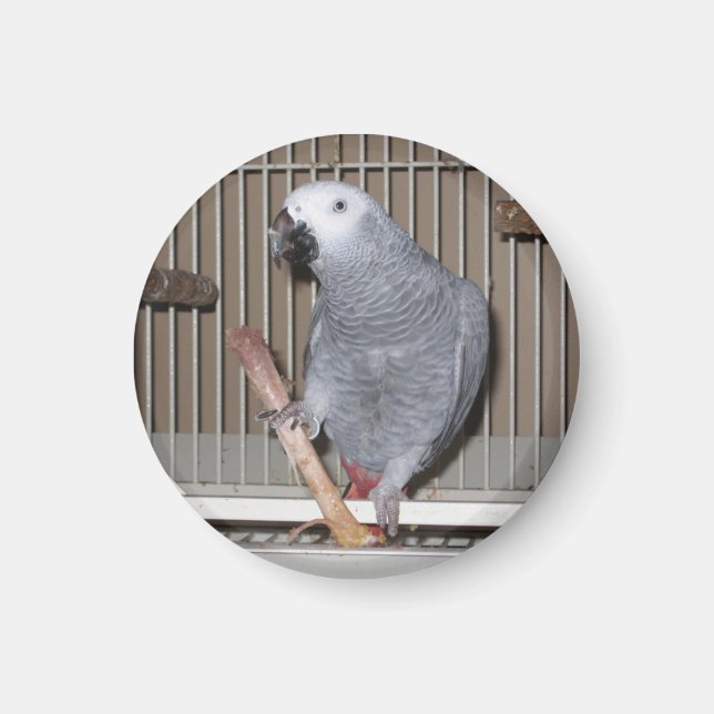 Afrikanischer Graupapagei frisst Hühnerknochen Magnet (Vorne)