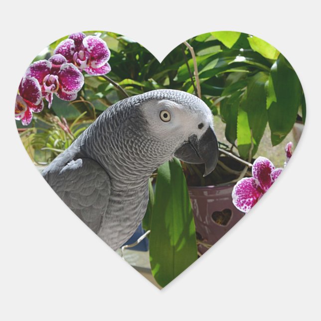 Afrikanischer Graupapagei mit Orchideen Herz-Aufkleber (Vorderseite)