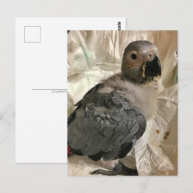 Afrikanischer Graupapagei, Postcross Postcard Postkarte (Vorne/Hinten)
