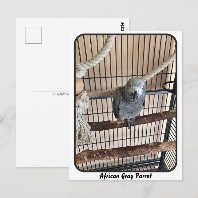 Afrikanischer Graupapagei, Postkreuz Postkarte (Vorne/Hinten)