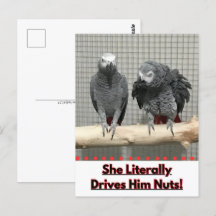 Afrikanischer Graupapagei, Postkreuz