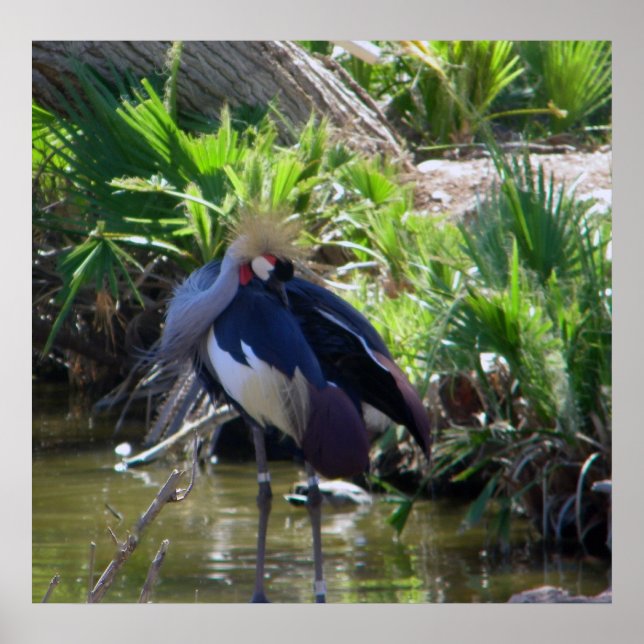 afrikanischer Krandruck Poster (Vorne)