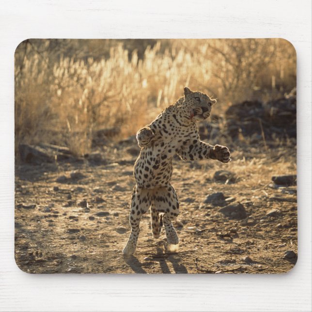 Afrikanischer Leopard auf Hinterbeinen, Namibia, A Mousepad (Vorne)