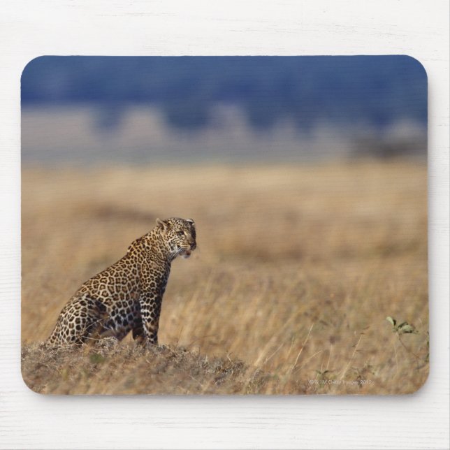 Afrikanischer Leopard im Grasland, Kenia, Afrika Mousepad (Vorne)