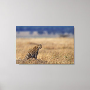 Afrikanischer Leopard in den Wiesen, Kenia, Afrika Leinwanddruck