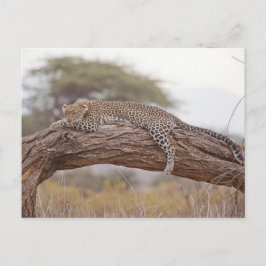 Afrikanischer Leopard liegt auf einer Baumzweigung Postkarte