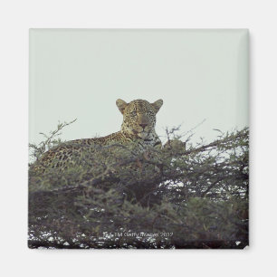 afrikanischer Leopard Magnet