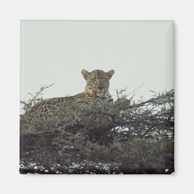 afrikanischer Leopard Magnet (Vorne)