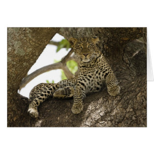 Afrikanischer Leopard, Panthera pardus