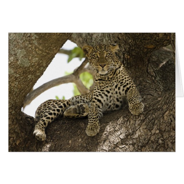 Afrikanischer Leopard, Panthera pardus (Vorderseite (Horizontal))