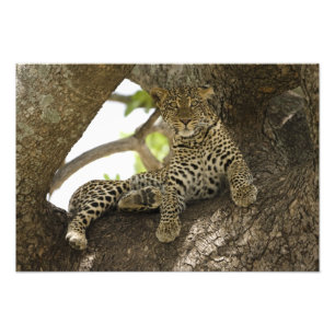 Afrikanischer Leopard, Panthera pardus Fotodruck