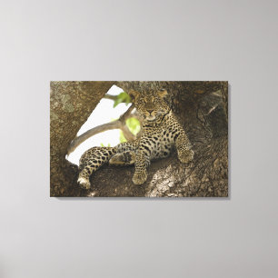 Afrikanischer Leopard, Panthera pardus Leinwanddruck