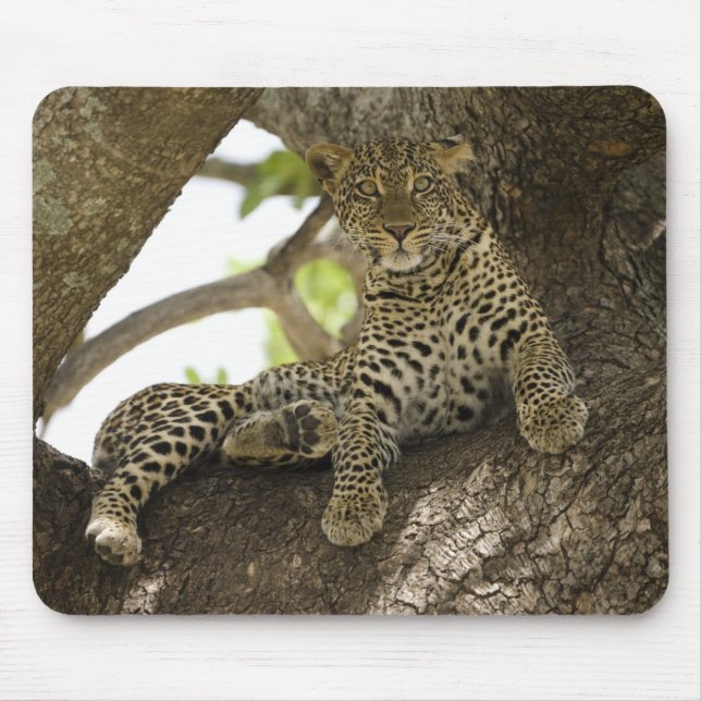 Afrikanischer Leopard, Panthera pardus Mousepad (Vorne)