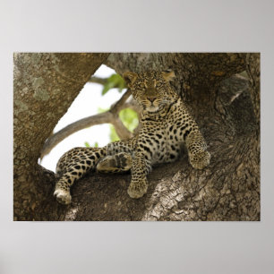 Afrikanischer Leopard, Panthera pardus Poster