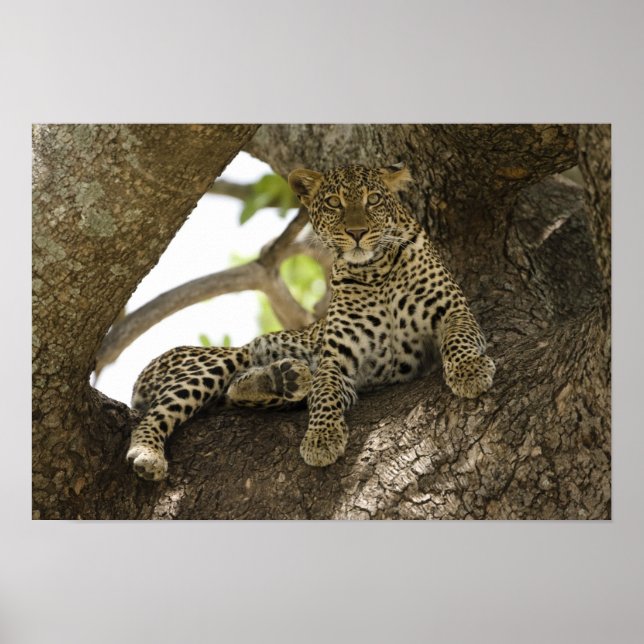Afrikanischer Leopard, Panthera pardus Poster (Vorne)