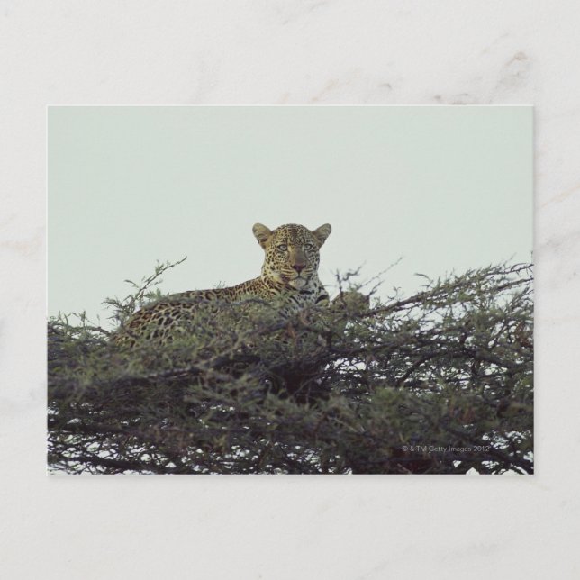 afrikanischer Leopard Postkarte (Vorderseite)