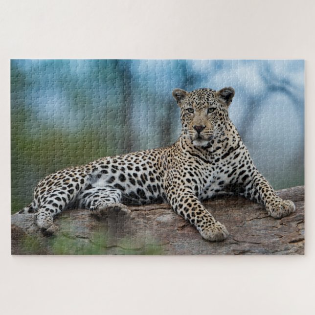 Afrikanischer Leopard Wildkatze Tierart (Horizontal)