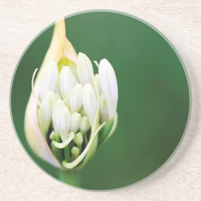 Afrikanischer Lilie, Agapanthus Praecox, Kapstadt Getränkeuntersetzer (Vorne)