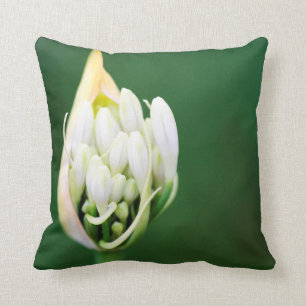 Afrikanischer Lilie, Agapanthus Praecox, Kapstadt Kissen