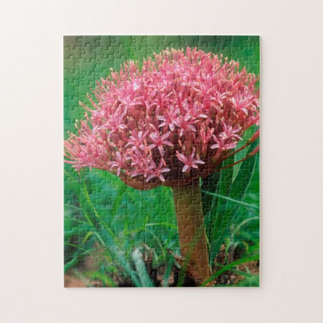 Afrikanischer Lilie (Agapanthus Praecox), Mala Mal (Vertikal)