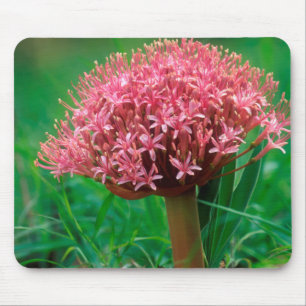 Afrikanischer Lilie (Agapanthus Praecox), Mala Mal Mousepad