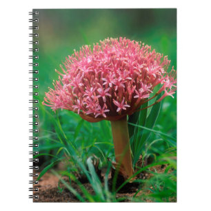 Afrikanischer Lilie (Agapanthus Praecox), Mala Mal Notizblock