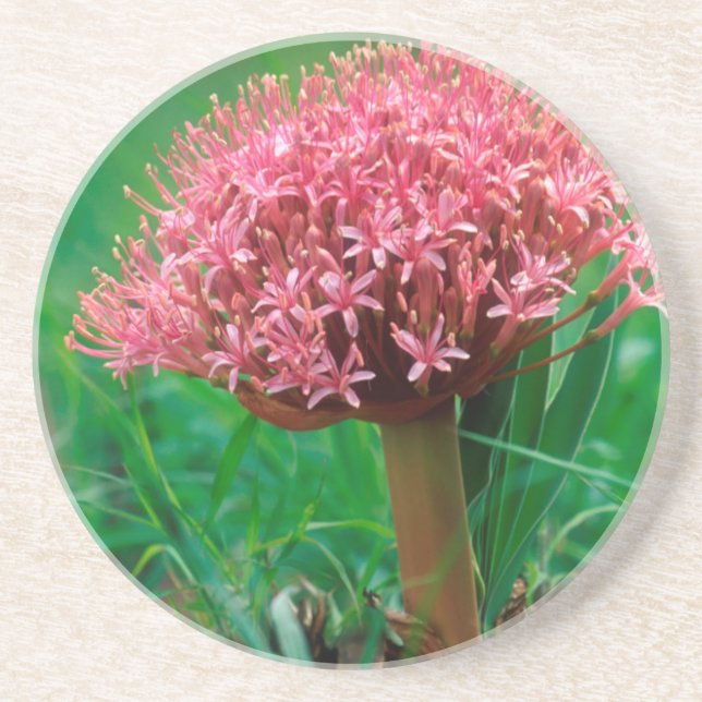 Afrikanischer Lilie (Agapanthus Praecox), Mala Mal Untersetzer (Vorne)