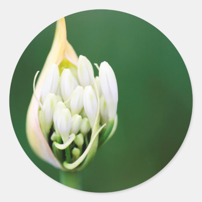 Afrikanischer Lily, Agapanthus Praecox, Kapstadt Runder Aufkleber (Vorderseite)