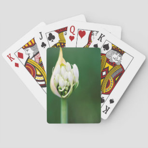 Afrikanischer Lily, Agapanthus Praecox, Kapstadt Spielkarten