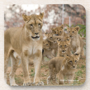 Afrikanischer Löwe CUB mit Mutter Getränkeuntersetzer