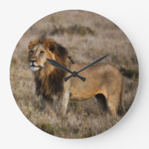 Afrikanischer Löwe im Gras