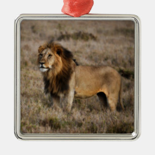 Afrikanischer Löwe im Gras Ornament Aus Metall