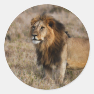 Afrikanischer Löwe im Gras Runder Aufkleber
