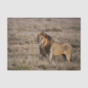 Afrikanischer Löwe im Gras Seidenpapier