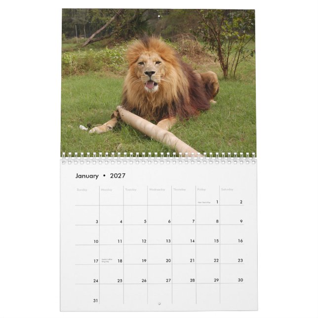 Afrikanischer Löwe-Kalender, afrikanischer Löwe Kalender (Jan 2027)