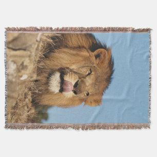 Afrikanischer Löwe (Panthera Leo), Afrikanische Sa Decke
