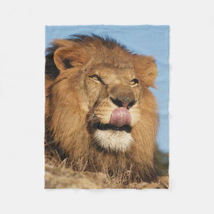Afrikanischer Löwe (Panthera Leo), Afrikanische Sa Fleecedecke