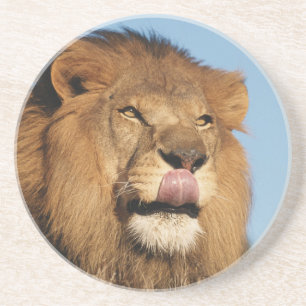 Afrikanischer Löwe (Panthera Leo), Afrikanische Sa Getränkeuntersetzer