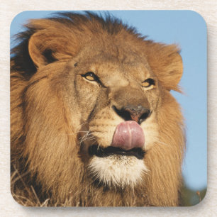 Afrikanischer Löwe (Panthera Leo), Afrikanische Sa Getränkeuntersetzer