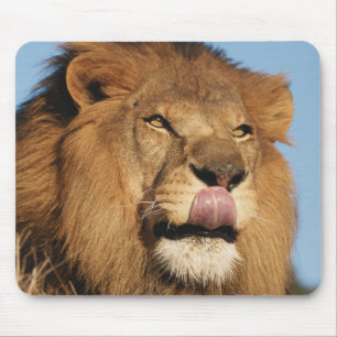 Afrikanischer Löwe (Panthera Leo), Afrikanische Sa Mousepad