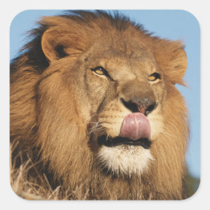 Afrikanischer Löwe (Panthera Leo), Afrikanische Sa Quadratischer Aufkleber
